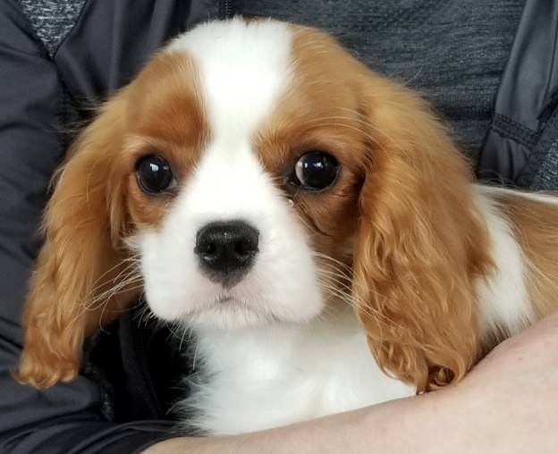 A small dog looking at the camera

Description automatically generated